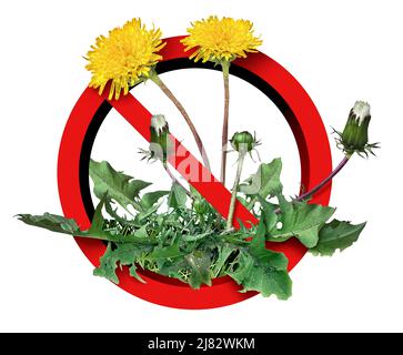 Le erbacce del dente di leone vietano e vietano il problema dell'erbaccia del cortile come fiori di dente di leone per arrestare la pianta indesiderata sull'erba designata come simbolo per uso di erbicida nel g Foto Stock