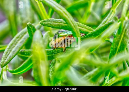 Coleottero dorato (Cetonia aurata) in erba verde con foglie di lavanda Foto Stock