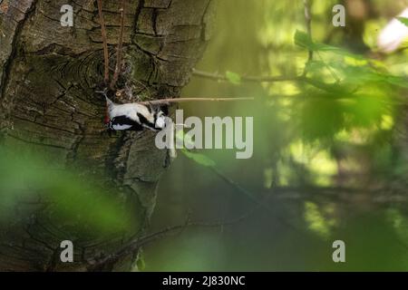 UK Wildlife - 12 May 2022: UK Wildlife: Greater Spotted Woodpecker (Dendrocopos Major) smantellando un ramo su un albero per accedere al nodo dietro nella ricerca di insetti. Burley-in-Wharfedale, West Yorkshire, England Credit: Rebecca Cole/Alamy Live News Foto Stock