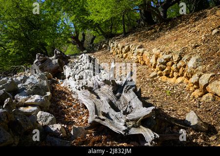 Vecchio tronco di albero giace sulla strada antica che risale all'impero romano vicino a Beli, isola di Cres (Croazia) Foto Stock