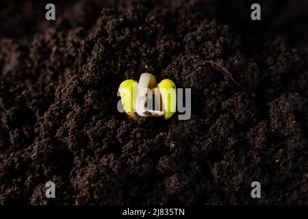 Semi di piselli germogliati in primo piano sul terreno. Germoglio dal cotiledone, radici Foto Stock