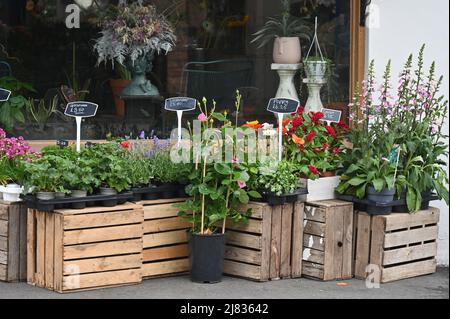 Daisies Flower Shop su Walton Street, nel sobborgo di Oxford di Gerico Foto Stock