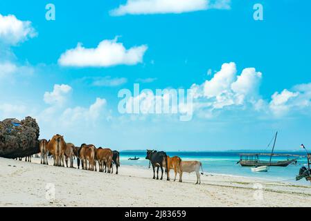 Mucche brune africane camminando via su una spiaggia di sabbia con l'oceano blu e il cielo sullo sfondo Foto Stock