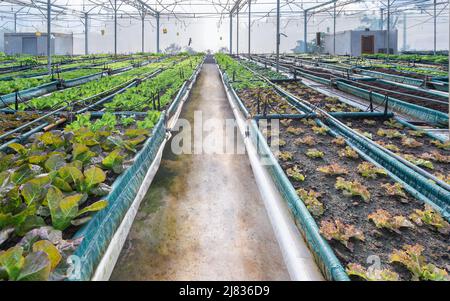 Primo piano di lattuga assortita nella serra organica Foto Stock