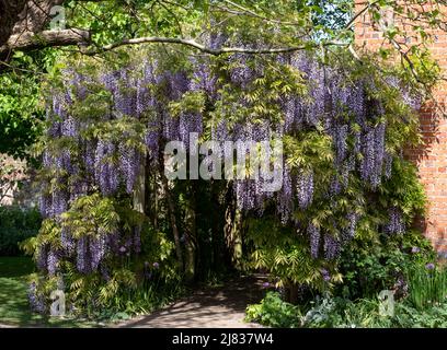 Tunnel della glicine all'Eastcote House Gardens, London Borough of Hillingdon. Fotografato in una giornata di sole a metà maggio, quando i fiori viola sono in pieno bl Foto Stock