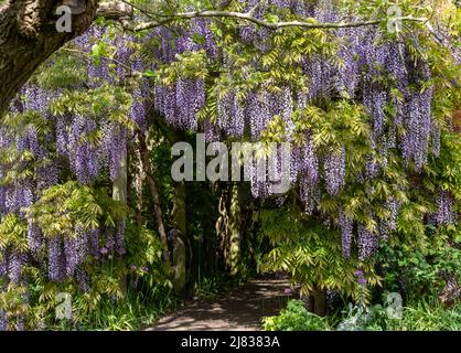 Tunnel della glicine all'Eastcote House Gardens, London Borough of Hillingdon. Fotografato in una giornata di sole a metà maggio, quando i fiori viola sono in pieno bl Foto Stock