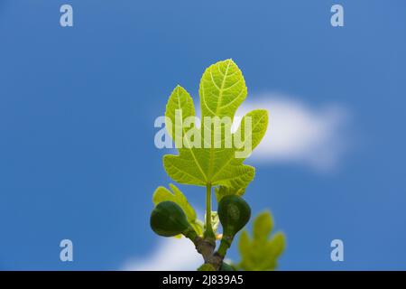 Un ramo centrato di un fico contenente piccole foglie in crescita e alcuni piccoli frutti di fico. Immagine scattata in una calda e soleggiata giornata primaverile. Foto Stock