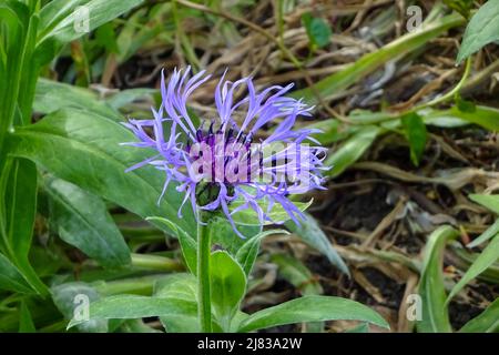 Corn flower - Centaurea cyanus che cresce in un giardino inglese. Foto Stock