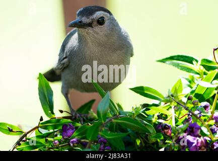 Bluejay atterra su un vaso di fiori sul ponte Foto Stock
