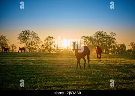 Cavalli purosangue che camminano in un campo all'alba. Foto Stock