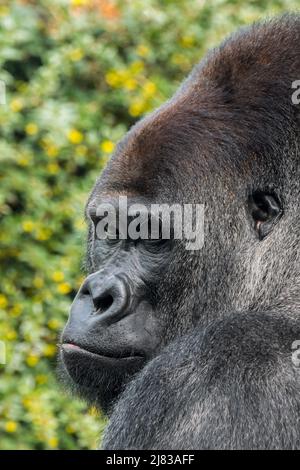 Gorilla pianeggiante occidentale (gorilla gorilla gorilla) ritratto da primo piano maschile argenteo Foto Stock