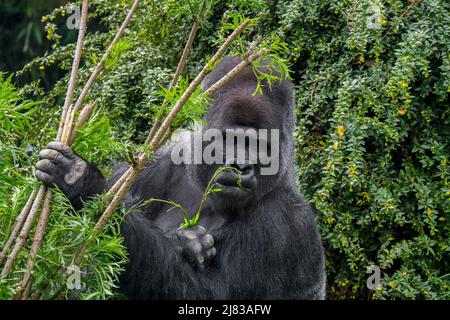 Gorilla di pianura occidentale (gorilla gorilla gorilla) silverback maschile nella foresta Foto Stock