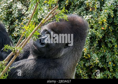 Gorilla di pianura occidentale (gorilla gorilla gorilla) silverback maschile nella foresta Foto Stock
