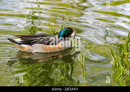 Chilloé wigeon / Chilloé wigeon / Southern wigeon (Mareca sibilatrix / Anas sibilatrix), anatra maschio dabbling originaria della parte meridionale del Sud America Foto Stock