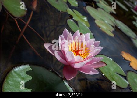 Acquitrino e ninfee rosa chiaro a la cotte, Franschhoek Foto Stock