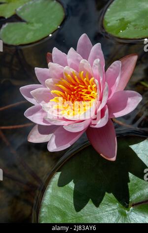 Acquitrino e ninfee rosa chiaro a la cotte, Franschhoek Foto Stock