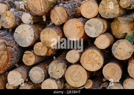 Sfondo, alberi di pino segato, raccolto di legname Foto Stock