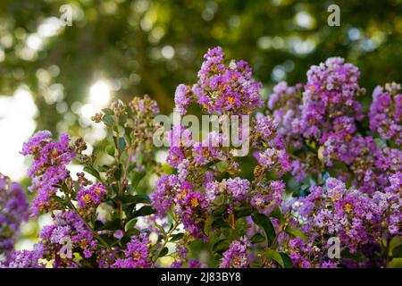 Primo piano di bellissimi fiori viola che crescono su piante contro alberi nel parco Foto Stock