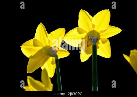 Naffodils (narcisi), retro illuminato primo piano di due piante in fiore pieno che crescono sul lato soleggiato di una valle poco profonda, girato su uno sfondo scuro. Foto Stock