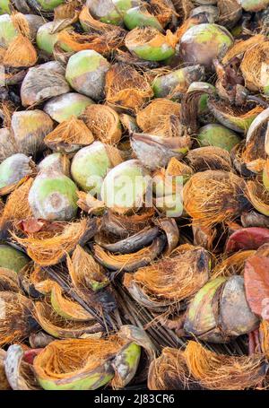 Grande mucchio di bucce di cocco, spiaggia di Chino, Puerto Viejo de Talamanca, provincia di Limón, Repubblica di Costa Rica Foto Stock