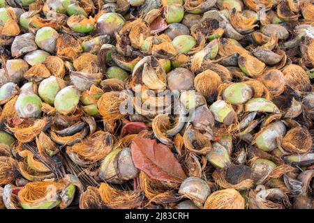 Grande mucchio di bucce di cocco, spiaggia di Chino, Puerto Viejo de Talamanca, provincia di Limón, Repubblica di Costa Rica Foto Stock