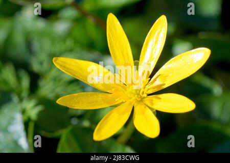 Minore Celandina (ranunculus ficaria), primo piano di un singolo fiore giallo della pianta, uno dei primi a comparire in qualsiasi numero in primavera. Foto Stock