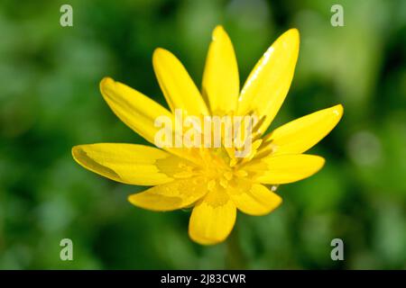 Minore Celandina (ranunculus ficaria), primo piano di un singolo fiore giallo della pianta, uno dei primi a comparire in qualsiasi numero in primavera. Foto Stock