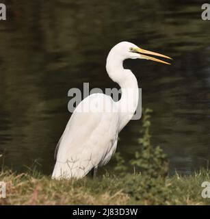 La grande egretta, albam Ardea, egretta comune, grande egretta, grande egretta bianca. Grande airone bianco, girato al mattino presto in India Foto Stock