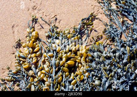 Uovo o annodato rack (ascophyllum nodosum) con Spiral o Twisted rack (fucus spiralis), primo piano di due alghe native alle coste del Regno Unito. Foto Stock