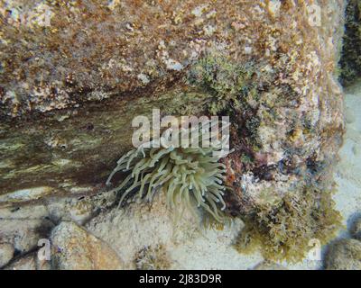 Una foto subacquea di un anemone marino nelle Bahamas. Foto Stock