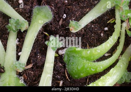 Riproduzione di piante succulente. Germinazione di piante. Foto Stock