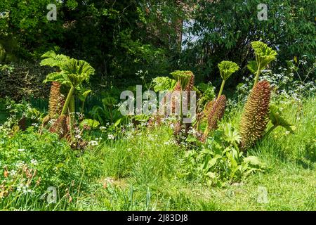 Gunnera gigante (manicata gunnera) Regno Unito Foto Stock
