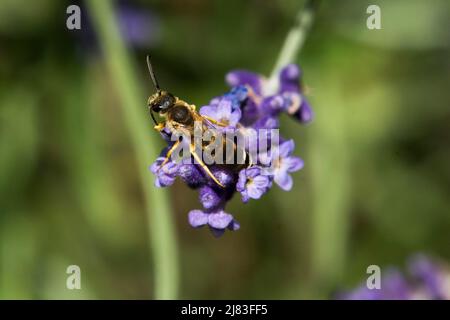 Ape sudorante (Halictus scabiosae), antenne di pulizia maschile, lavanda (Lavandula), Soletta, Svizzera Foto Stock