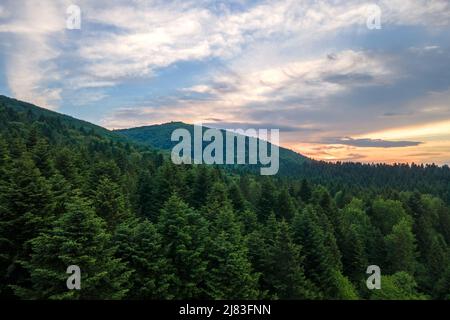 Vista aerea della pineta verde con abeti scuri che coprono le colline di montagna. Paesaggio boschivo del nord dall'alto Foto Stock