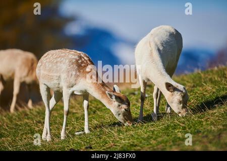 Cervo comune (Dama dama) femmina nelle alpi, Parco Naturale Aurach, Kitzbuehl, Austria Foto Stock