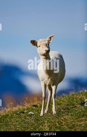 Cervo comune (Dama dama) femmina nelle alpi, Parco Naturale Aurach, Kitzbuehl, Austria Foto Stock