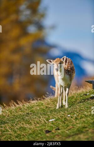 Cervo comune (Dama dama) femmina nelle alpi, Parco Naturale Aurach, Kitzbuehl, Austria Foto Stock