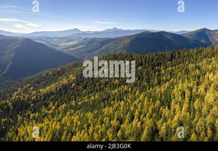 Vista aerea della collina con gli alberi di abete rosso scuro nella giornata di autunno luminoso. Splendido scenario di selvaggio bosco di montagna Foto Stock