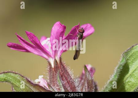 Hoverfly maschio Bacco allungato della famiglia hoverflies (Syrphidae) su fiori di campion rosso, mosca rossa (Silene dioica), rosa famiglia, Foto Stock