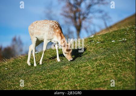 Cervo comune (Dama dama) femmina nelle alpi, Parco Naturale Aurach, Kitzbuehl, Austria Foto Stock