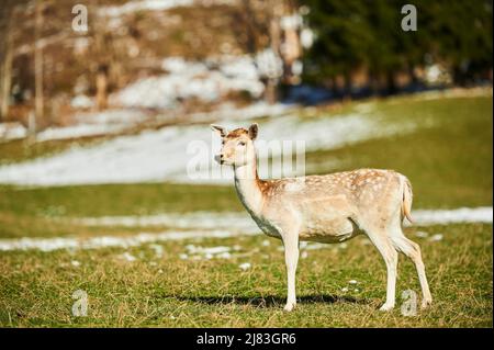 Cervo comune (Dama dama) femmina nelle alpi, Parco Naturale Aurach, Kitzbuehl, Austria Foto Stock