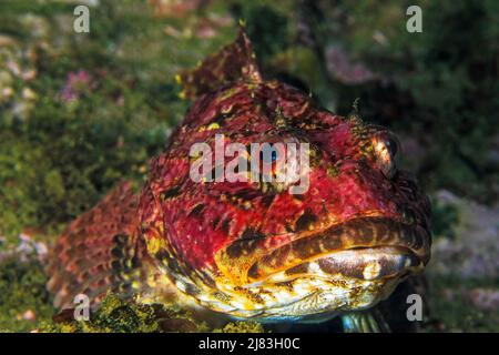 Corvo di mare rosso (Hemitripterus amaricanus), Nuova Scozia, Oceano Atlantico, Canada Foto Stock