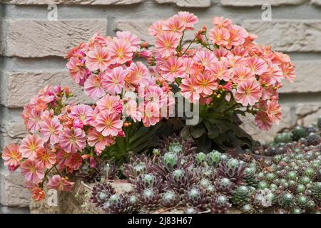 Bitterroot (Lewisia cotiledone), Emsland, Bassa Sassonia, Germania Foto Stock