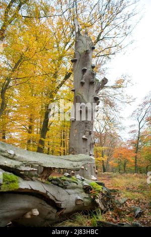 Fungo di tinder (Fomes fomentarius), grande stand in legno morto, Renania settentrionale-Vestfalia, Germania Foto Stock