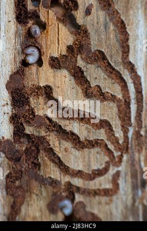 Abete rosso europeo (IPS tipographus), larve in legno, Hattingen, Renania settentrionale-Vestfalia, Germania Foto Stock