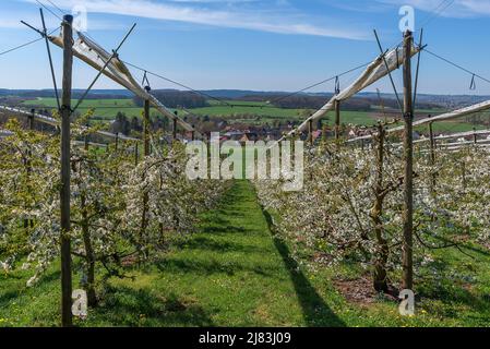 Ciliegia selvaggia in fiore (Prunus avium) con reti di grandine, villaggio della Franconia alle spalle, Kirchruesselbach, alta Franconia, Baviera, Germania Foto Stock