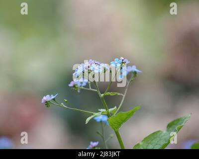 Legno Forget-me-Not (Myosotis sylvatica), Leoben, Stiria, Austria Foto Stock