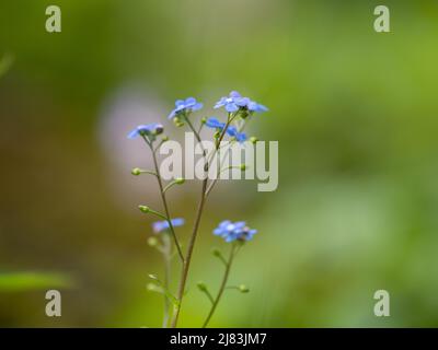 Legno Forget-me-Not (Myosotis sylvatica), Leoben, Stiria, Austria Foto Stock