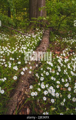 Maggiore stellaria holostea che cresce nella foresta di Benther Berg nella regione di Hannover. Un grande tronco di albero si trova tra Foto Stock