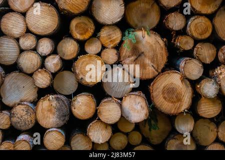 Holzstapel, Baumstaemme, Bayern, Deutschland Foto Stock
